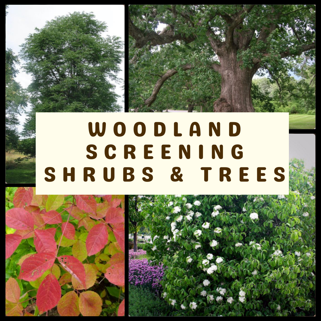 Screening Shrubs Thumbnail